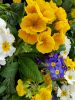 fleurs-de-printemps-jaune-bleu-blanc-vert