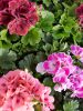 fleurs-de-printemps-telecharger