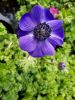 grande-fleur-de-printemps-a-telecharge