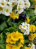 gratuite-telecharger-des-fleurs-de-printemps