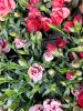 mettre-des-fleurs-sur-votre-tablette
