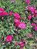 oeillets-de-printemps-telecharger