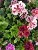 telecharger-de-belles-fleurs-pour-une-tablette