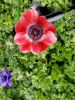 telecharger-des-fleurs-de-printemps-rouge-et-noir