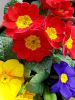 telecharger-des-fleurs-de-trois-couleurs