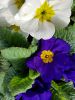 telecharger-des-fleurs-pour-une-tablette