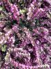 telecharger-des-fleurs-pour-votre-tablette