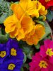 telecharger-gratuitement-des-fleurs-pour-une-tablette