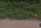 CAKE-animaux-photos-by-Google-Street-