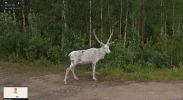Google-Street-View-surprise