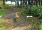 Photos-surprises-animaux-a-contre-sens