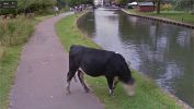Photos-surprises-animaux-by-Google-Street