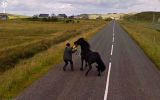 animaux-photos-by-Google-Street-cheval-noir