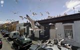 animaux-photos-by-Google-Street-mouettes