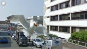 animaux-photos-by-Google-Street-voleur