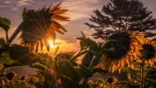 a-la-recherche-du-soleil
