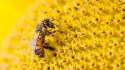 abeille-qui-butine-dans-les-tournesols