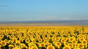 champs-de-tournesols