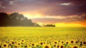 culture-des-tournesols
