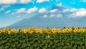 les-tournesols-champ-en-plaine