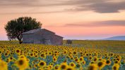 les-tournesols-cultives-en-plaine