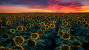 les-tournesols-plante-du-soleil