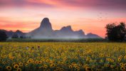 les-tournesols-production-intensive