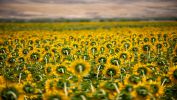 les-tournesols