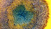 macro-photo-tournesols-extra