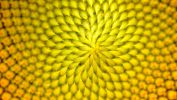 macro-photo-tournesols-fractal