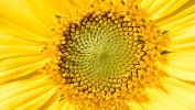 macro-photo-tournesols-zoom