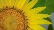 macro-photo-tournesols