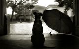 enttre-chiens-et-loups