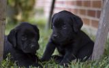 enttre-chiens-et-loups_02