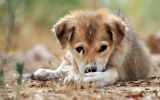 enttre-chiens-et-loups_03
