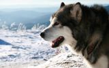 enttre-chiens-et-loups_04