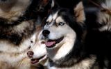 enttre-chiens-et-loups_05