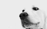 enttre-chiens-et-loups_06