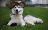 enttre-chiens-et-loups_07