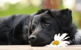 enttre-chiens-et-loups_09