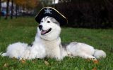 enttre-chiens-et-loups_10