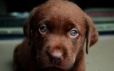 enttre-chiens-et-loups_11