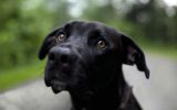 enttre-chiens-et-loups_12