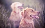 enttre-chiens-et-loups_14