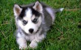 enttre-chiens-et-loups_15