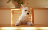 enttre-chiens-et-loups_16