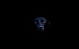 enttre-chiens-et-loups_17