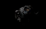 enttre-chiens-et-loups_18