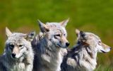 enttre-chiens-et-loups_20