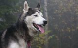 enttre-chiens-et-loups_21